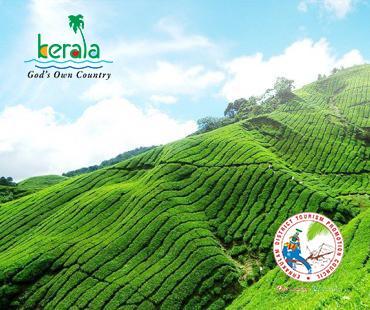Daily  Trip to Munnar from Kochi ( Munnar Day delight)